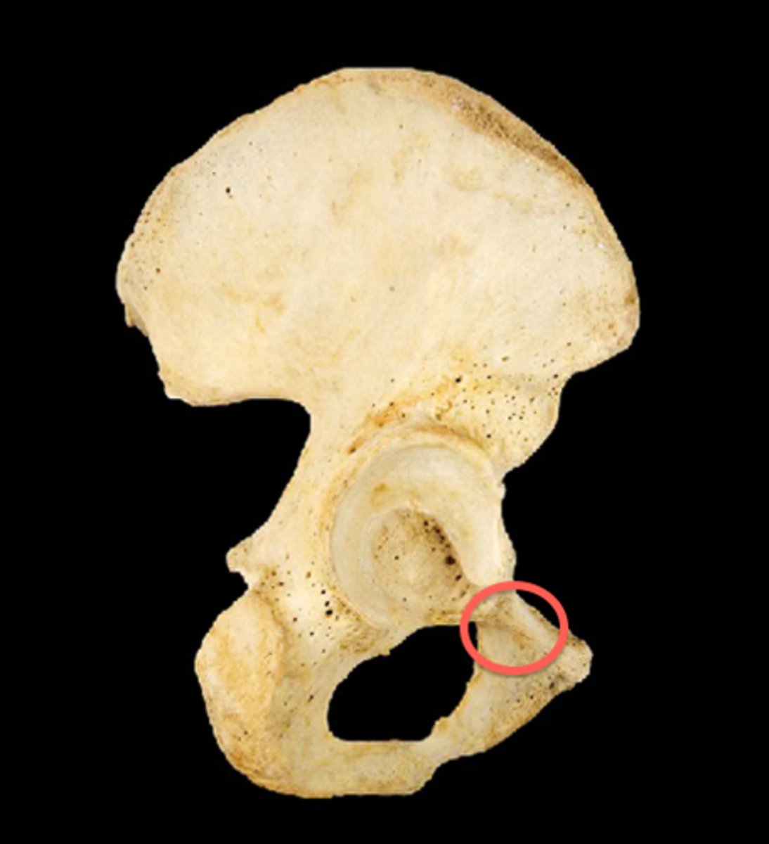 <p>identify</p>