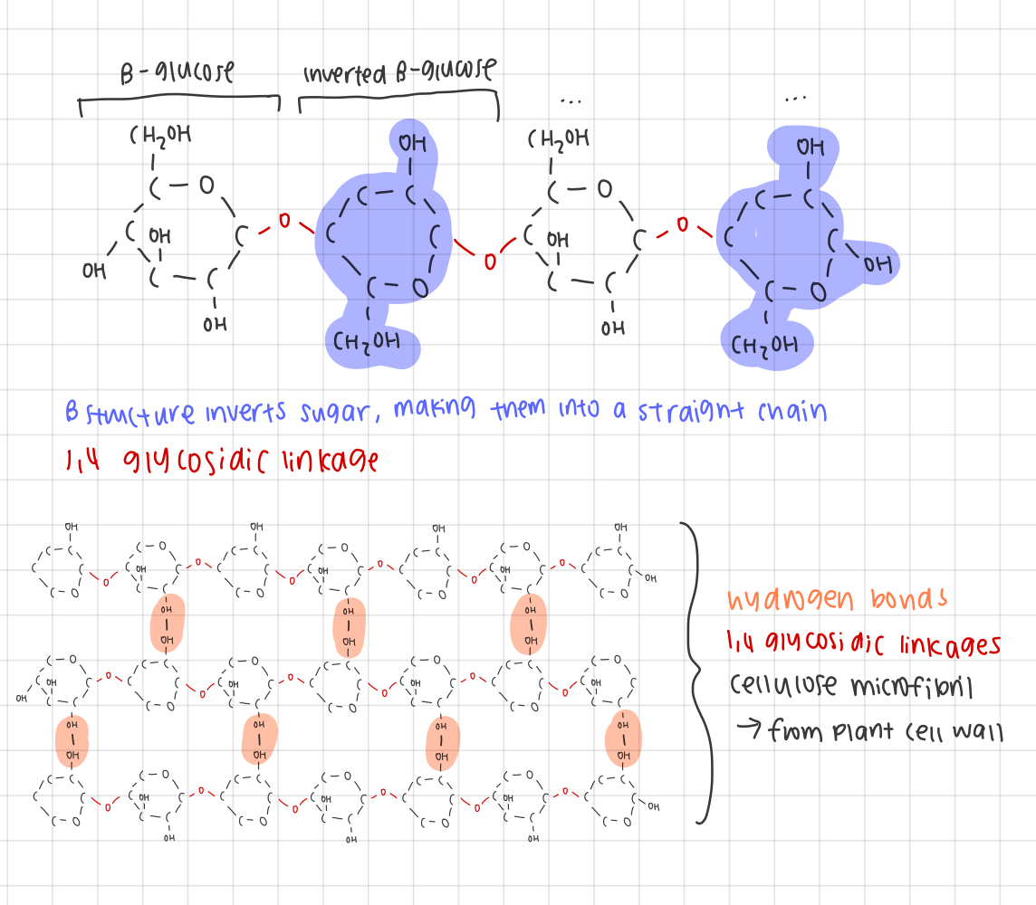 <ul><li><p>composed of β-glucose subunits with β-1,4 glycosidic bonds</p><ul><li><p>alternating orientation of β-glucose monomers to create a straight chain</p></li><li><p>straight chain is then grouped in bundles and cross-linked with hydrogen bonds</p><ul><li><p>increases structural identity</p></li><li><p>prevents access to water, making cellulose resistant to hydrolysis (acts as an excellent structural compound)</p></li></ul></li></ul></li></ul><ul><li><p><strong>structure:</strong></p><ul><li><p>composed of β-glucose subunits with β-1,4 glycosidic bonds</p><ul><li><p>alternating orientation of β-glucose monomers to create a straight chain</p></li><li><p>straight chain is then grouped in bundles and cross-linked with hydrogen bonds</p></li></ul></li></ul></li><li><p><strong>function:</strong></p><ul><li><p></p><ul><li><p></p><ul><li><p></p></li></ul></li></ul></li></ul></li></ul><p></p>
