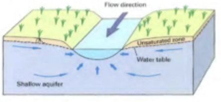 <p>water table at the stream is lower than surrounding groundwater</p><p>groundwater gradients are upward</p><p>maintains baseflow</p><p>GW flow converges and equip lines point upstream</p>