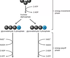 <p>A metabolic pathway that is not oxygen dependent and yields three-carbon molecules, ATP, and NADH.</p>