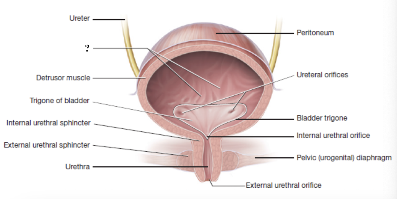 <p>inner wall folds of the urinary bladder that flatten out as the bladder fills </p>