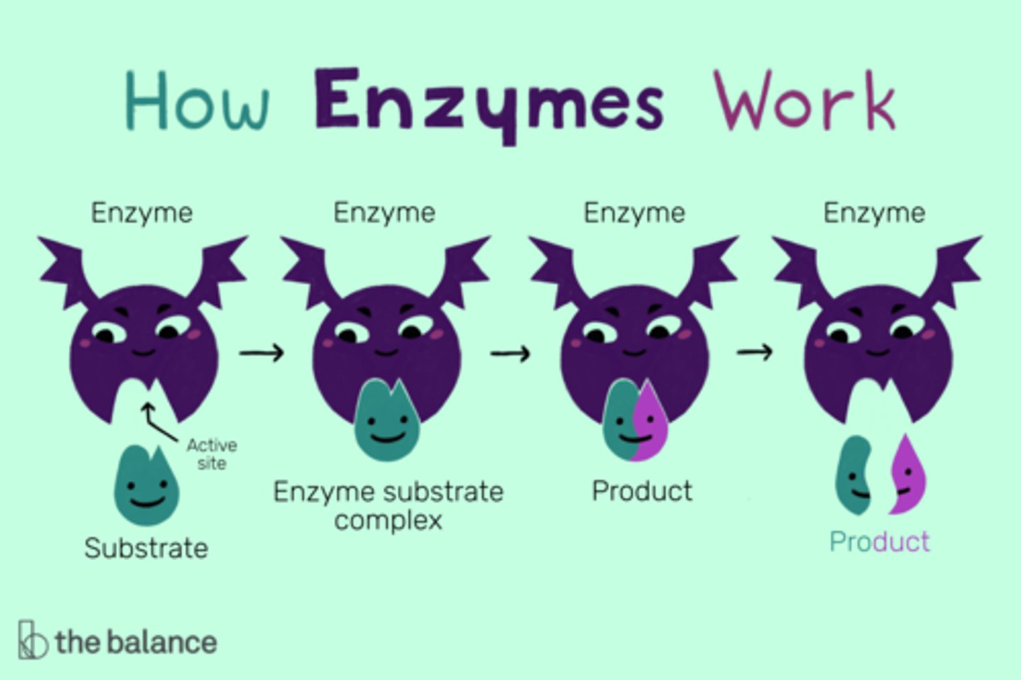 <p>enzymes</p>