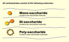 <p>Carbohydrates are organic compounds that contain carbon, hydrogen, and oxygen, usually in a ratio of 1:2:1.</p>