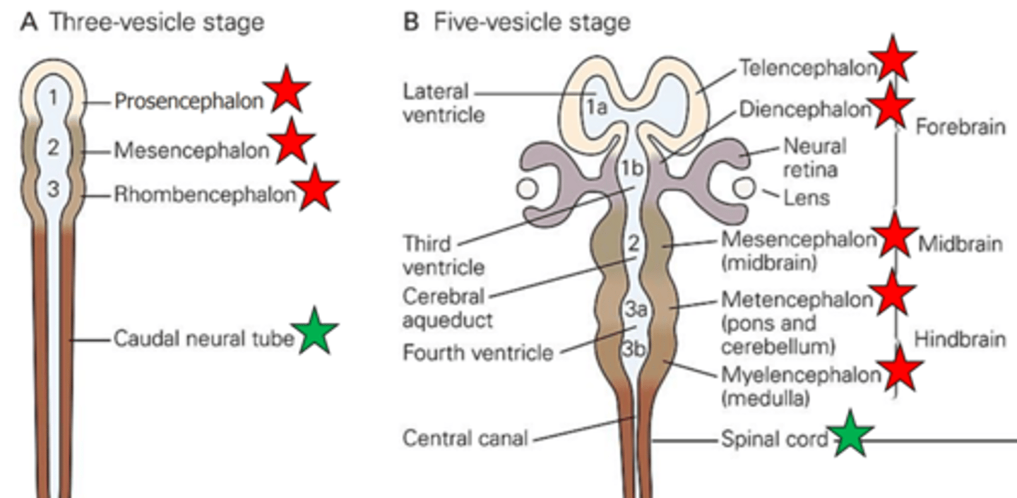 <p>1. The prosencephalon (forebrain) divides, forming the telencephalon and diencephalon. The telencephalon then develops to form the cerebral hemispheres. The diencephalon develops to form the thalamus, hypothalamus, and retina.</p><p>2. The mesencephalon (midbrain) develops into the midbrain</p><p>3. The rhombencephalon (hindbrain) divides, forming the metencephalon and myelencephalon develops into the medulla.</p><p>4. The caudal neural tube becomes the spinal cord.</p><p>5. The fluid filled center of the neural tube becomes the brain ventricles and the central canal of the spinal cord.</p>