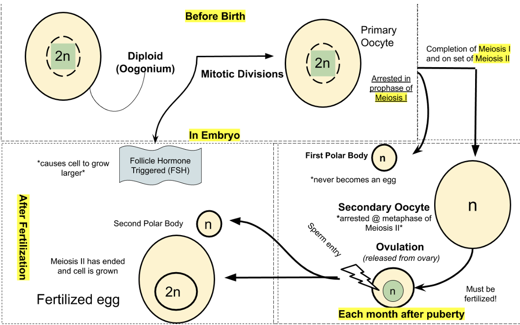 <p>Egg completes <strong>meiosis</strong> and arrests (stops) in <strong>metaphase II</strong> after puberty.</p><ol><li><p>Egg arrests ion prophase 1 after birth</p></li><li><p>After puberty egg completes meiosis and arrests in metaphase 2</p></li><li><p>After fertilization egg completes meiosis 2</p></li></ol><p></p>