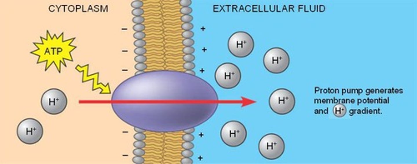 <p>Movement of positively charged ions across membranes, generally relying upon ATP.</p>