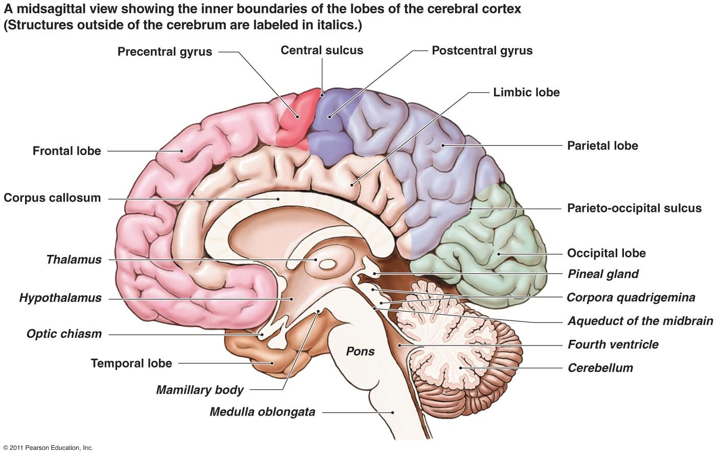 <p>brain</p>