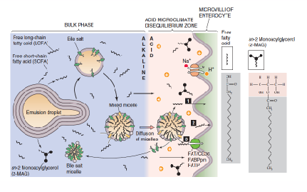 <p>Bile Acids emulsify cholesterol in GI tract</p>