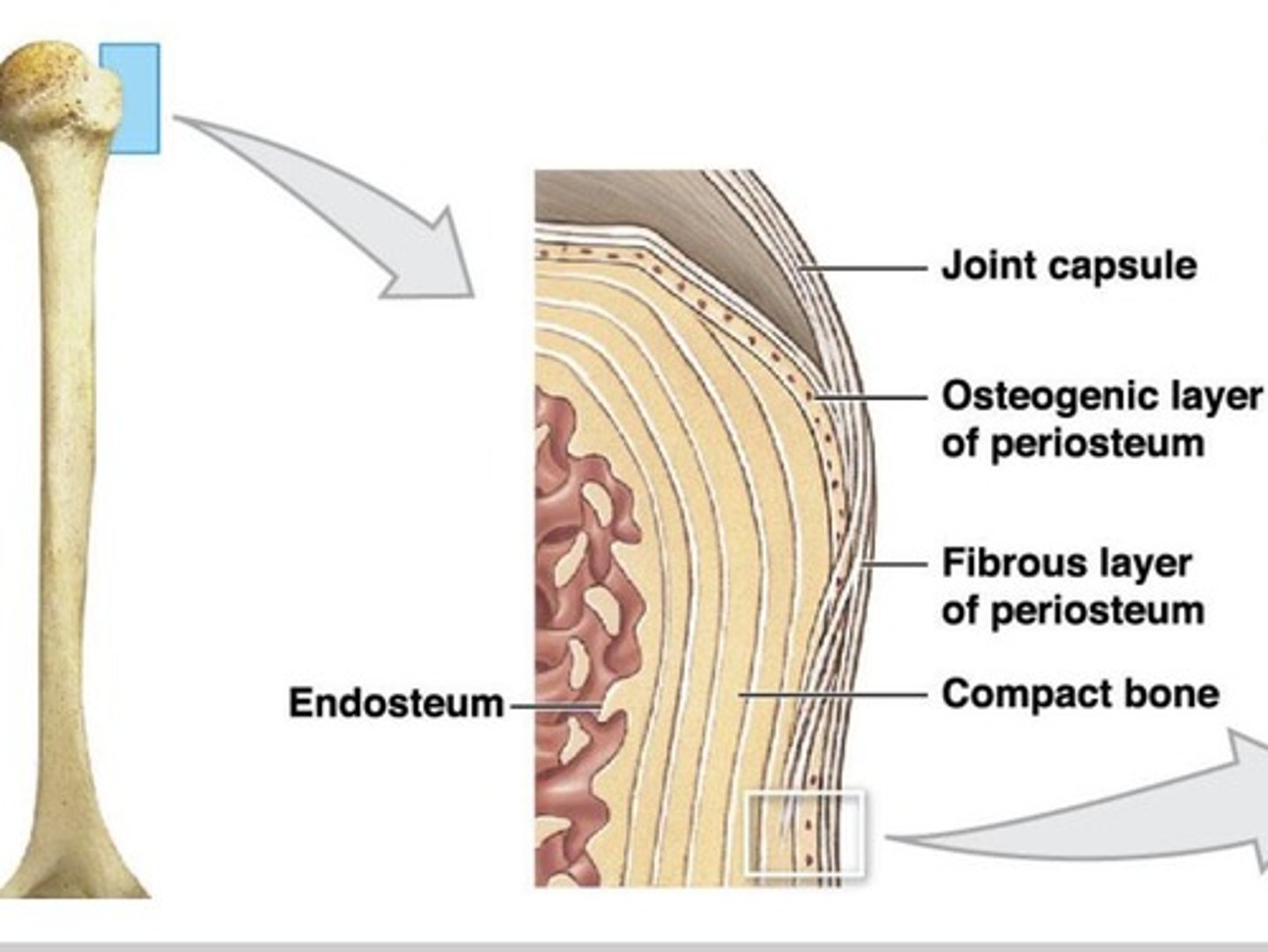 <p>inside bone, lines the medullary cavity, perforating canal, and central canal</p>