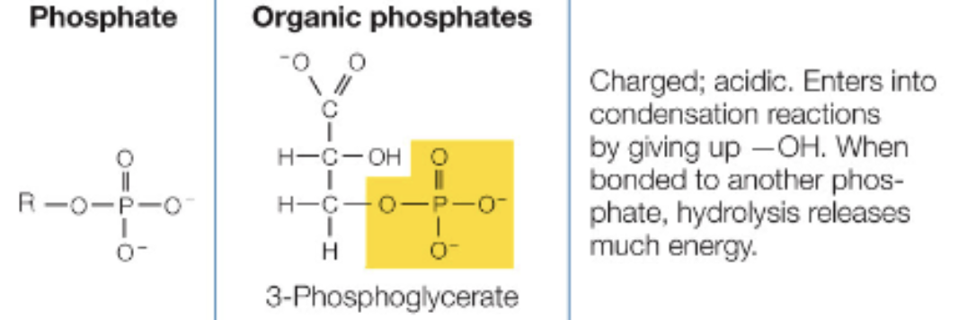<p>PO4, polar, charged</p>