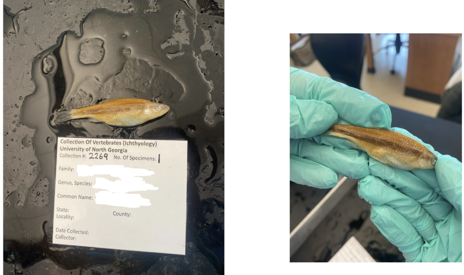 <p>What is the species and common name of this vertebrate in Order Cypriniformes and Family Leuciscidae (North American Minnows &amp; Shiners)</p>