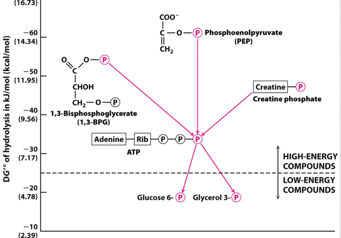 <p></p><p>step 7- 1,3-bisphosphoglycerate --&gt; 3-phosphoglycerateand ADP--&gt; ATP</p><p>step 10- phosphoenolpyruvate (PEP) --&gt; pyruvate and ADP--&gt;ATP</p>