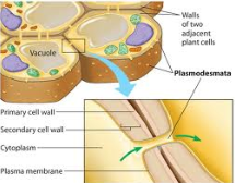 a strong and durable matrix in plant cells, often deposited in several laminated layers for cell protection and support
