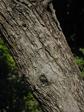 <p>rough-leaf dogwood, Cornus drummondii (Cornaceae)</p>