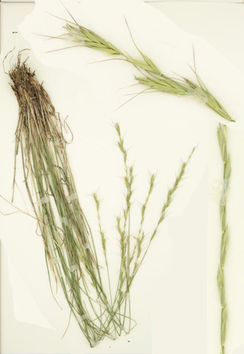 <p>Pseudoroegneria spicata</p>