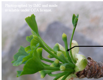 <p><span>the stalk of an individual flower in an inflorescence</span></p>