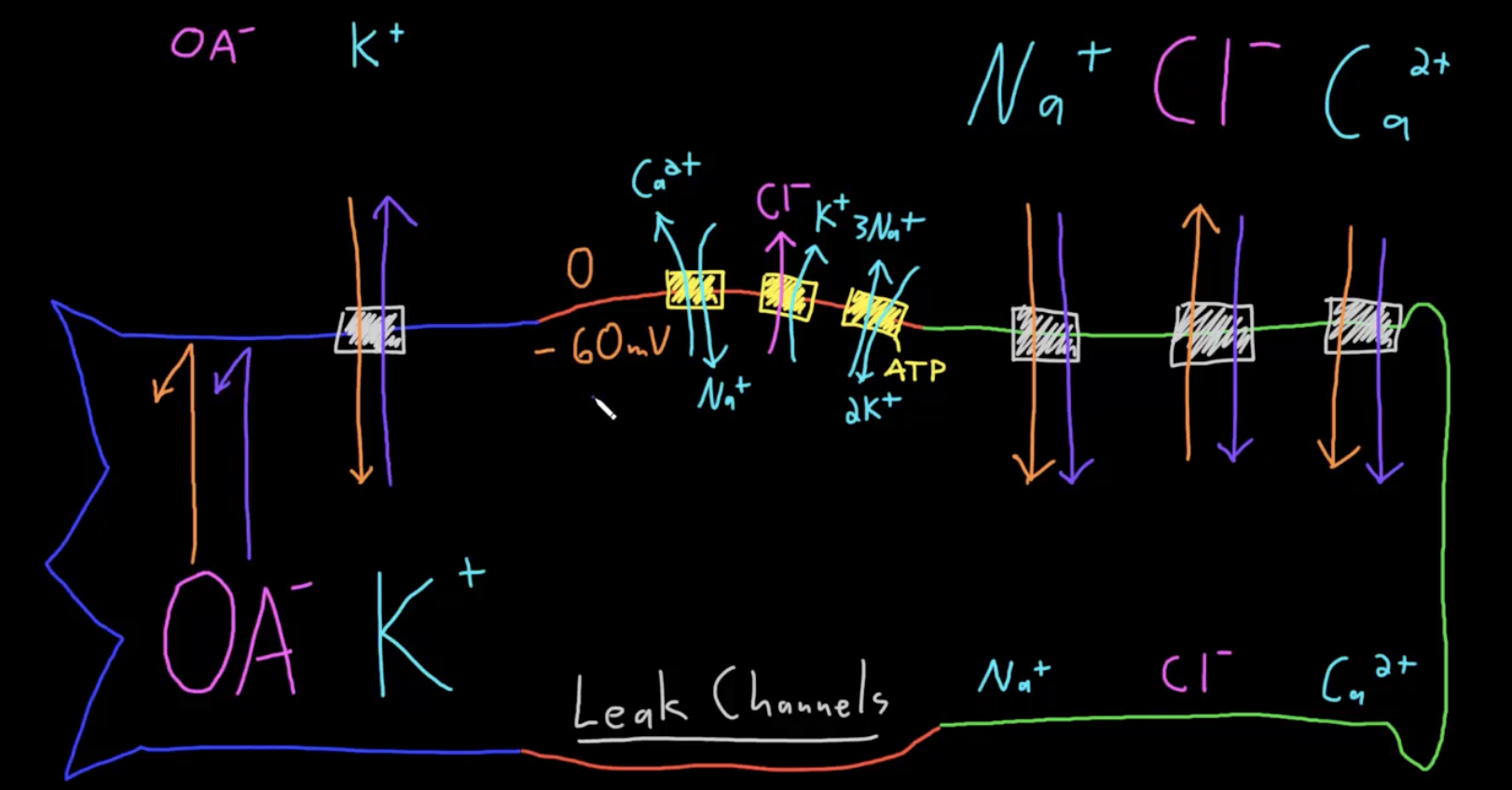<p>Why does a <span>neuron have a membrane potential?</span></p>