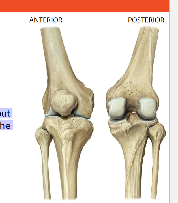 <p>How does the knee joint differ from a typical hinge joint, and what term is used to describe its modified structure?</p>