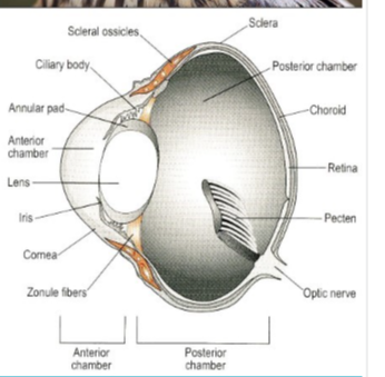 <ul><li><p><strong>relatively large: socket size</strong> = exophthalmic</p></li><li><p><strong>no tapetum lucidum</strong></p></li><li><p><strong>avascular retina</strong></p></li><li><p><strong>pecten</strong> </p></li></ul><p></p>