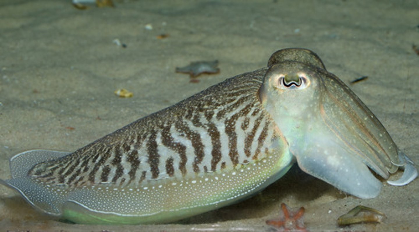 <p>каракатица</p>