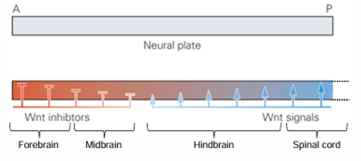 <p>BMP, FGF, Wnt, and retinoic acid</p>
