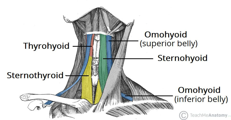 <p>Which one of the following structures is NOT related to infrahyoid region?</p><p>A. gl. thyroidea</p><p>B. m. thyrohyoideus</p><p><strong><mark data-color="red" style="background-color: red; color: inherit">C. n. vagus</mark></strong></p><ul><li><p>The <strong>infrahyoid region</strong> (also known as the <strong>anterior cervical region or muscular triangle</strong>) contains structures located below the hyoid bone. It includes:</p><ul><li><p><strong>Infrahyoid muscles</strong>:</p><ul><li><p><em>m. sternohyoideus</em></p></li><li><p><em>m. omohyoideus</em></p></li><li><p><em>m. sternothyroideus</em></p></li><li><p><em>m. thyrohyoideus</em></p></li></ul></li><li><p><strong>Gl. thyroidea</strong> (thyroid gland)</p></li><li><p><strong>v. jugularis anterior</strong></p></li><li><p><strong>m. cricothyroideus</strong></p></li></ul><p>These are all found in or near the midline of the anterior neck</p></li><li><p>runs <strong>deep in the carotid sheath</strong> along with the <strong>common carotid artery</strong> and <strong>internal jugular vein</strong>, which places it in the <strong>carotid triangle</strong></p></li></ul><p>D. m. cricothyroideus</p><p>E. v. jugularis anterior</p>