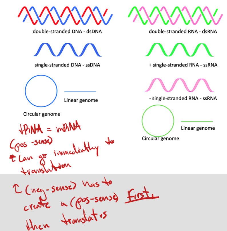 <p>Negative sense RNA has to be transformed to a positive sense first, then it translates. While a positive sense RNA can translate immediatley to mRNA </p>
