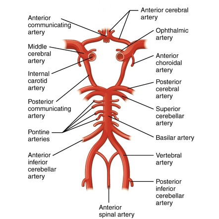<p>Connects internal carotid to posterior cerebral artery</p>