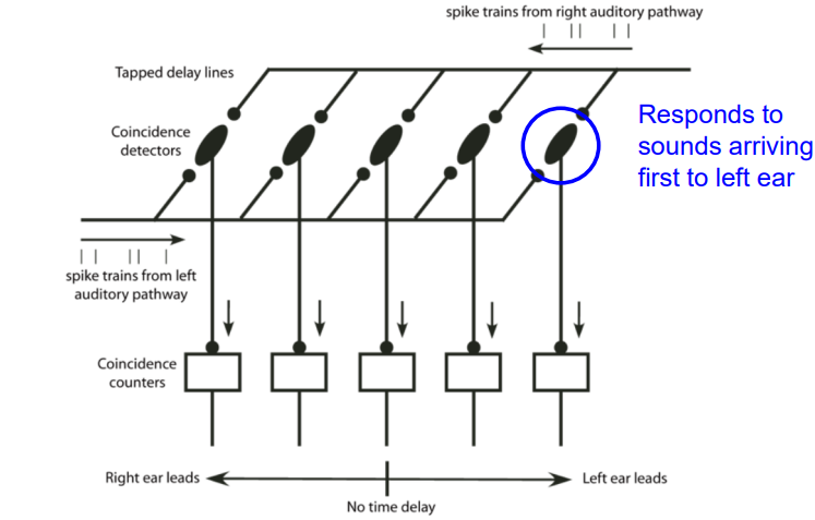 <p>coincidence - detector model; responds to sounds coming from opposite ear neurons that respond maximally when inputs arrive from the two ears simultaneously<span> – innervated from each ear by a series of delay lines – axons of variable path length</span></p>