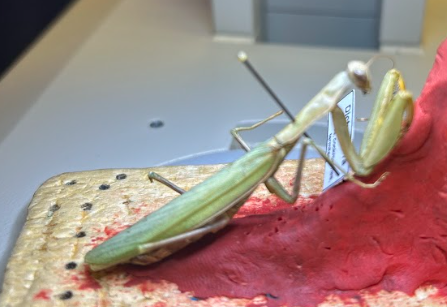 <p>What is the order of this? Defining characters</p>