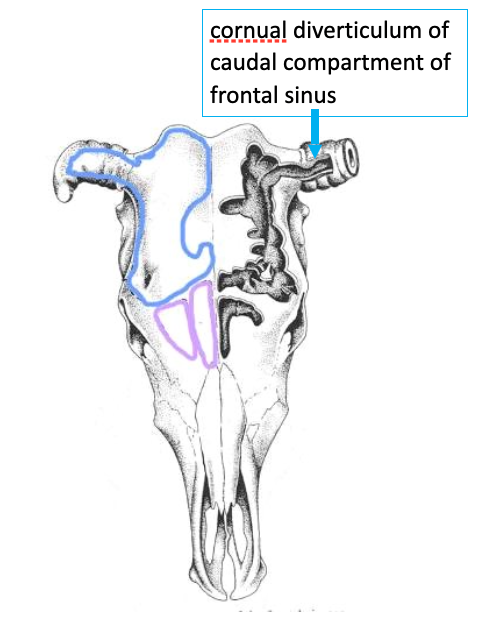 <ul><li><p><strong><span>Frontal sinuses </span></strong><span>are extensive in adult</span></p><ul><li><p><span>Give rise to adult head conformation&nbsp;</span></p></li><li><p><span>Each frontal sinus consists of Rostral &amp; Caudal compartments</span></p></li><li><p><span>Invade the </span><strong><span>cornual process </span></strong><span>@6 months (has implications for dehorning &amp; fracture)</span></p><ul><li><p>The <strong>cornual diverticulum </strong>is the part of the CAUDAL COMPARTMENT of the FRONTAL SINUS that extends into the horn (see image)</p></li><li><p>This is why disbudding is recommended instead; performed BEFORE the frontal sinus invades cornual process</p></li></ul></li></ul></li></ul><p></p><p><strong>FUNCTION:</strong></p><ul><li><p><strong><span>Drainage :&nbsp;</span></strong></p><ul><li><p><span>Poor; drain directly into nasal cavity via Ethmoidal meatuses, worse when mucosa inflamed</span></p></li></ul></li><li><p><strong>Protection:</strong></p><ul><li><p>Protects the cranial cavity… is a target for euthanasia in cattle </p></li></ul></li></ul><p></p>