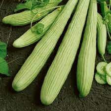 <p>Cucumber Armenian</p>