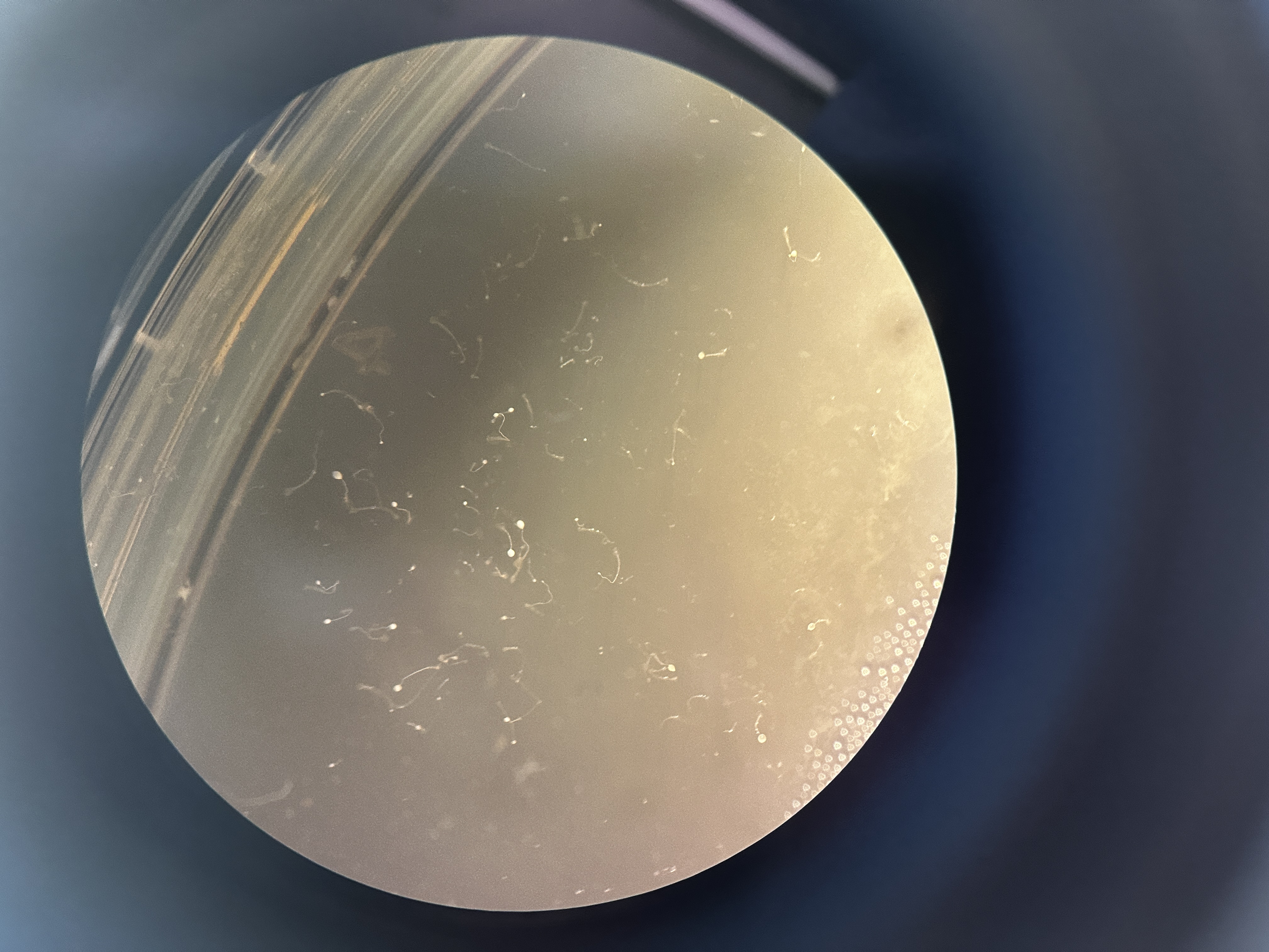 <p>Identify Domain, Major Clade, Kingdom? Clade, Group?, Genus?</p>