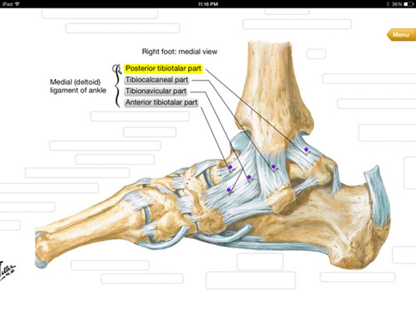 <p>Tibionavicular fibers</p><p>Tibiocalcaneal fibers</p><p>Tibiotalar fibers</p>