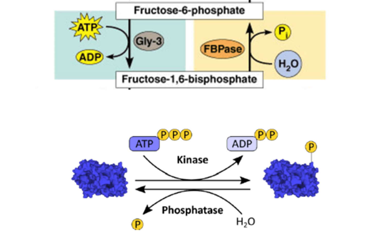 <p>defosforylatie van fructose-1,6 - bisphosfaat naar fructose-6- fosfaat door een fosfatase</p><p>enzyme voor gluconeogenese: fructose 1,6-bisfosfatase is een hydrolase</p><p>enzyme voor de glycolyse: fosfofructokinase-1 is een transferase</p><p>zie onderste foto voor de link tussen kinasen en fosfatasen</p>