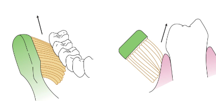 <p><span><strong>• Most appropriate for children</strong></span></p><p><span><strong>• Bristles positioned apically along the long axis of the tooth</strong></span></p><p><span><strong>• Bristles rolled against the tooth from the apical position toward the occlusal plane</strong></span></p><p><span><strong>• Repeat several times</strong></span></p>