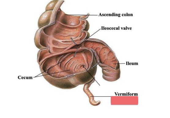<ul><li><p>location</p><ul><li><p>lower right quadrant</p></li><li><p>usually retro-cecal (behind cecum)</p></li></ul></li><li><p>structure</p><ul><li><p>finger-like projections (2-3 inches long)</p></li><li><p>blind pouch</p></li><li><p>contains lymphatic tissue</p></li></ul></li><li><p>appendicitis</p><ul><li><p>bacterial infection</p></li></ul></li></ul><p></p>