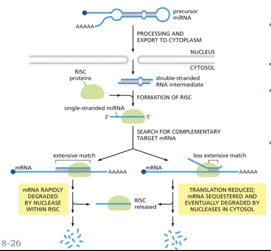 <ul><li><p>MICRORNAS (MIRNAS) CONTROL GENE EXPRESSION THROUGH BASE-PAIRING INTERACTIONS</p></li><li><p>MATURE MIRNAS ARE -22 NTS IN LENGTH</p></li><li><p>SINGLE-STRANDED MIRNAS FORM A COMPLEX WITH PROTEINS TO FORM A RNA-INDUCED SILENCING COMPLEX (RISC)</p></li><li><p>RISC BINDS TO COMPLEMENTARY RNA SEQUENCES </p></li><li><p>RESULT: DEGRADATION OF THE TARGET MRNA</p></li></ul><p></p>