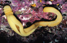 <p><strong>Phylum Hemichordata (~85 species)</strong> — marine animals (like acorn worms) that live in mud or under rocks; share traits with chordates such as <strong>gill slits</strong> and a <strong>dorsal nerve cord</strong>; can grow over <strong>2 meters long</strong>.</p>