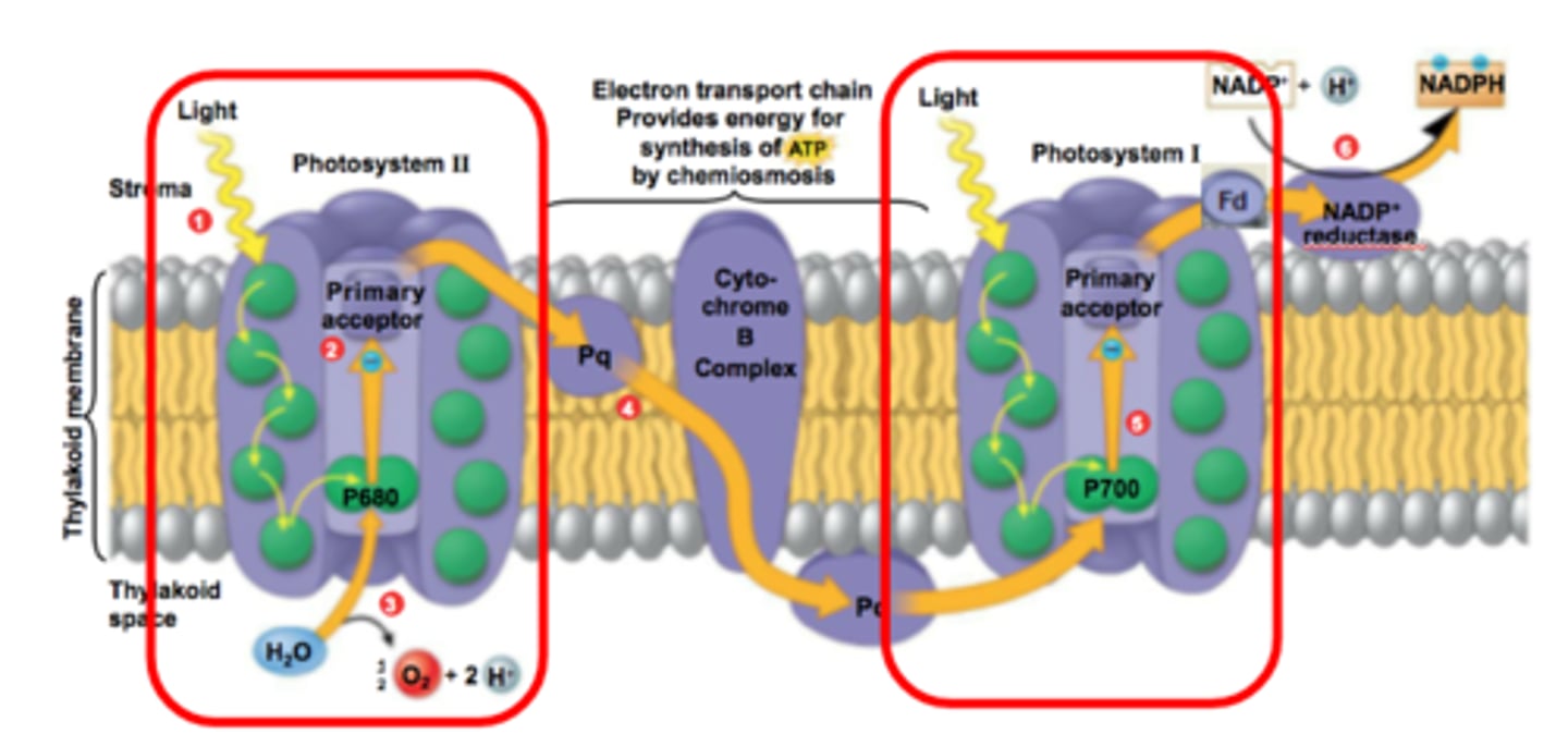 <p>A photosystem that is best at absorbing a wavelength of 700 nm so the reaction-center chlorophyll a of PS I is called P700</p>