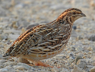 <p>Quail </p>