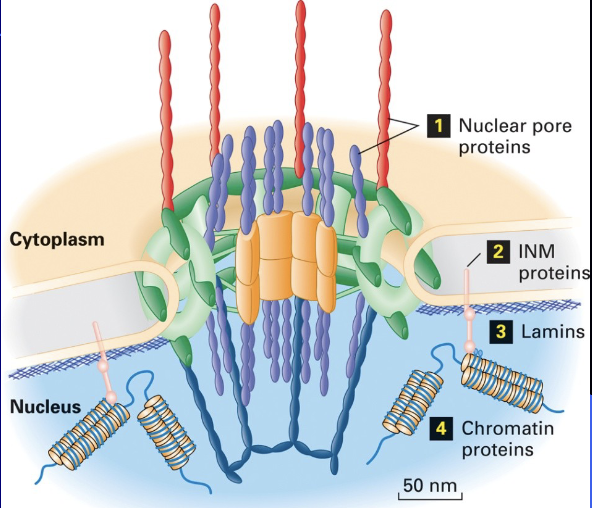 <ul><li><p><span><span>protein complexes that span the nuclear envelope, regulating the transport of molecules like proteins and RNA between the nucleus and the cytoplasm</span></span></p></li><li><p><span><span>act as selective gates, allowing small molecules to pass through freely while actively controlling the import of necessary proteins (like DNA and RNA polymerases) and the export of RNAs and other molecules</span></span></p></li><li><p><span><span>r</span></span>egulated traffic is vital for gene expression, protein synthesis, and overall cell function</p></li></ul><p></p>