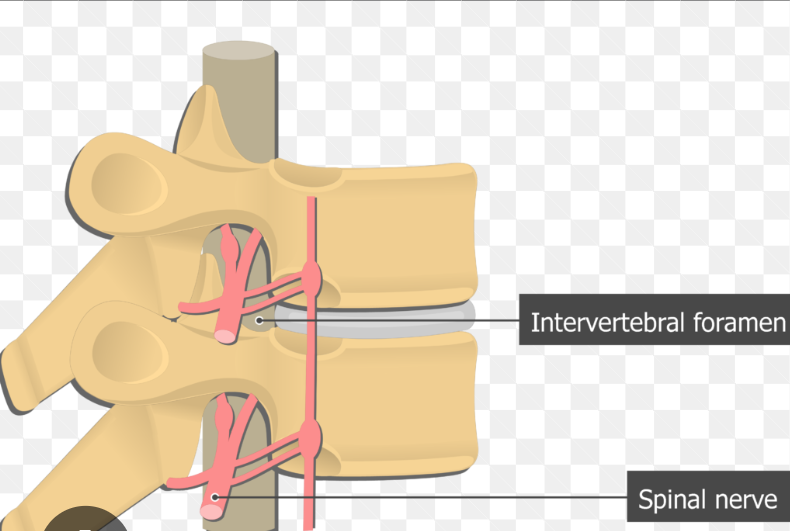 <p>No, as they exit through the intervertebral foramen, an extension of the dura mater surrounds each root, forming a protective sleeve that merges with the epineurium of the spinal nerve</p>