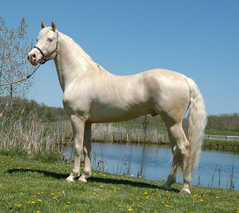 <p><span style="background-color: transparent;">The dilution gene acts on a chestnut coat, lessening the color of the hair, not mixing in white hairs</span></p><p></p>