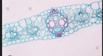 <p>Monocot leaf; Domain Eukarya, Kingdom Plantae, Phylum Anthophyta; 1) xylem  2) phloem  3) stoma  4) midvein</p>