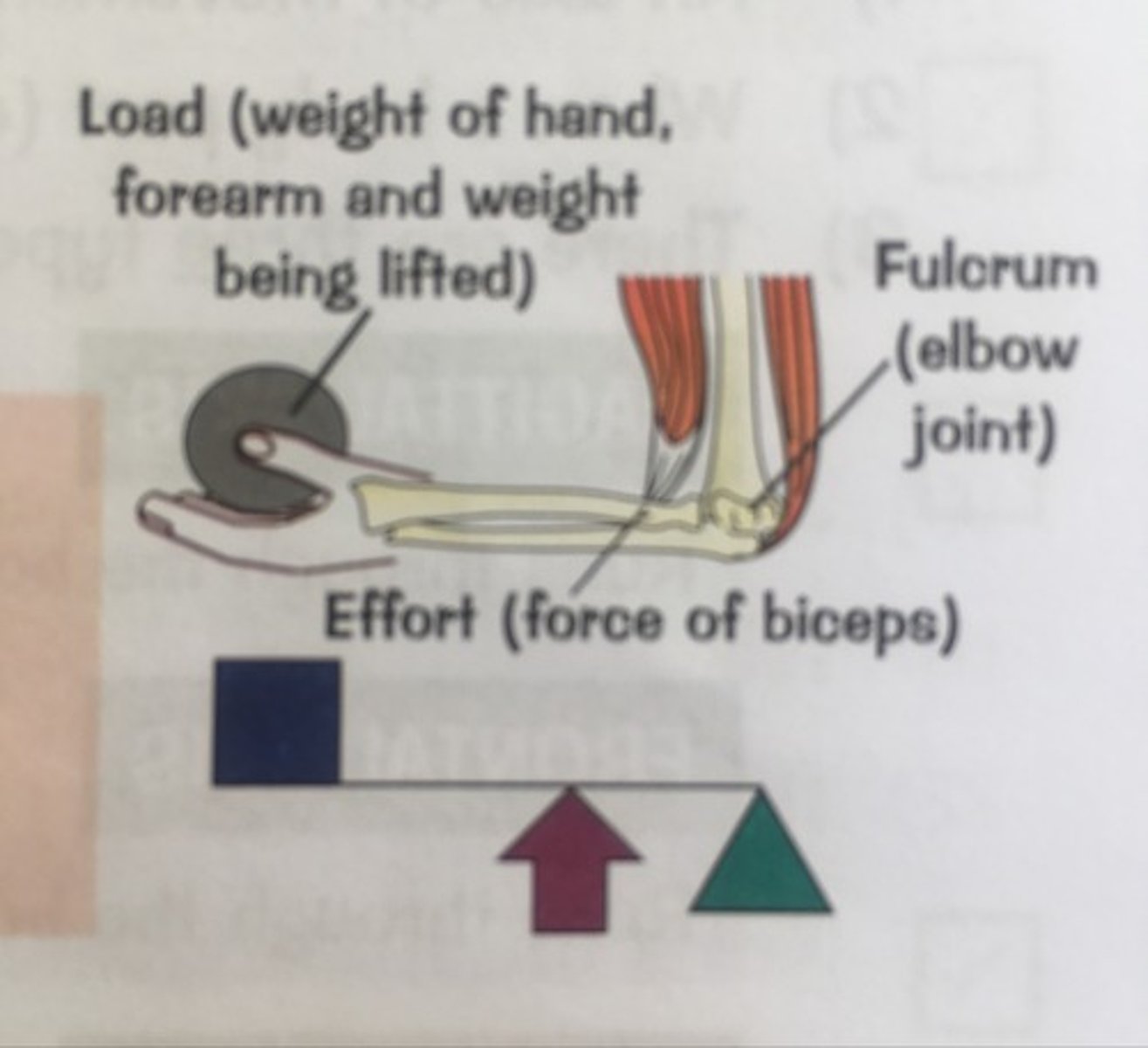<p>- Effort in the middle</p><p>- Fulcrum and load at opposite ends</p><p>- Always mechanical disadvantage</p>