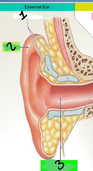 <p>Name the external ear</p>