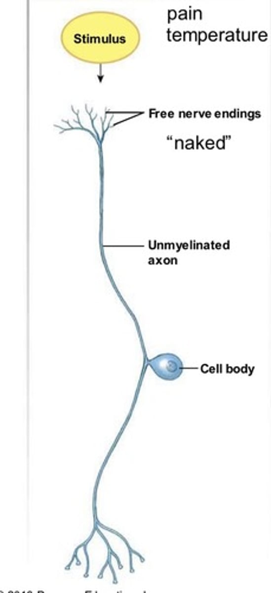 <p>1) Modified dendritic endings of sensory neurons</p><p>2) Located throughout body and monitor general sensory info (touch, stretch, temp, pressure, chemicals, etc.)</p>
