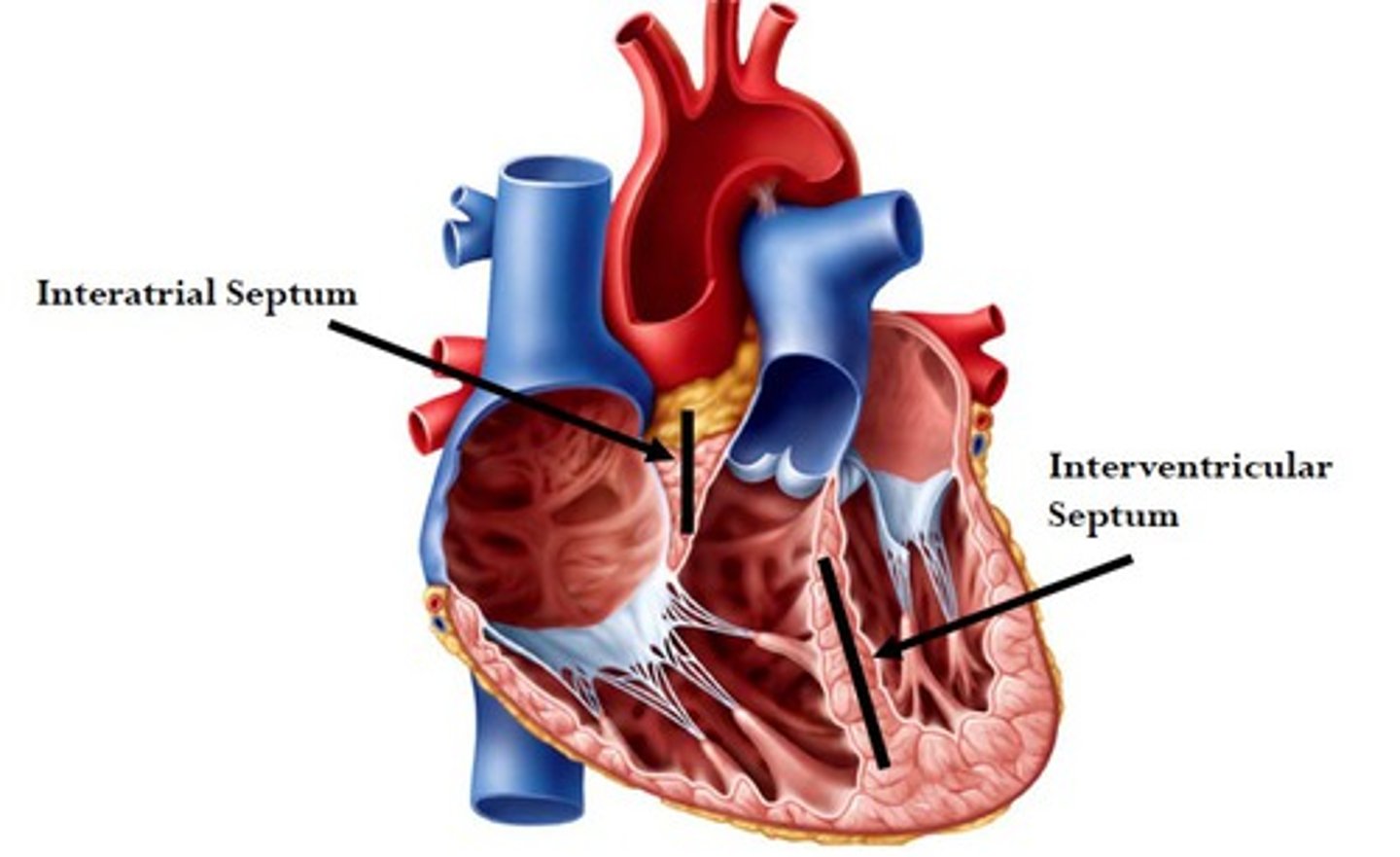<p>separate atria</p>