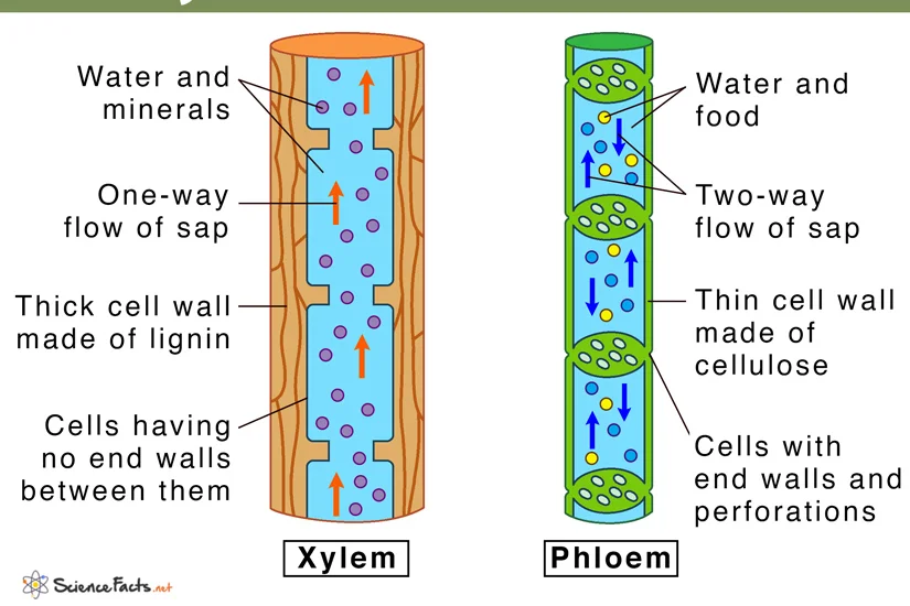 <p>Xylem and phloem make up the:</p>